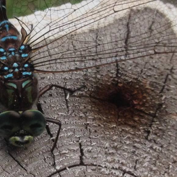 Meet your Posher, Melanie - Picture 1 of 1